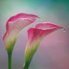 USA, Washington State, Seabeck. Close-up of calla lilies. Art Print